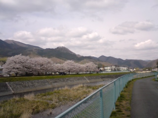 河邊的櫻花樹群
