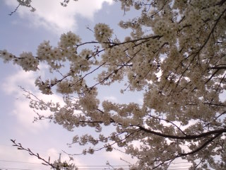 頭頂上的櫻花